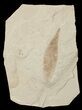 Fossil Legume Leaf - Green River Formation #16283-1
